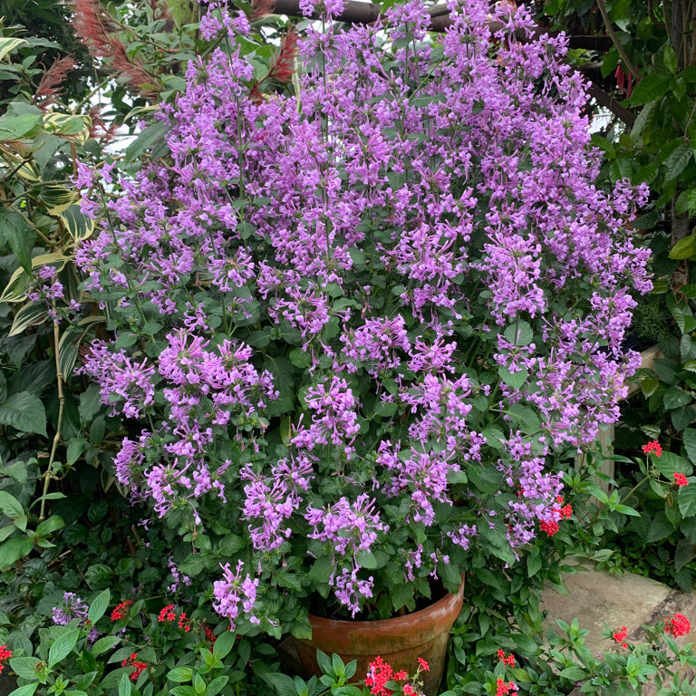 Ribbon Bush (Hypoestes aristata)