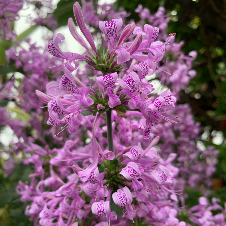 Ribbon Bush (Hypoestes aristata)