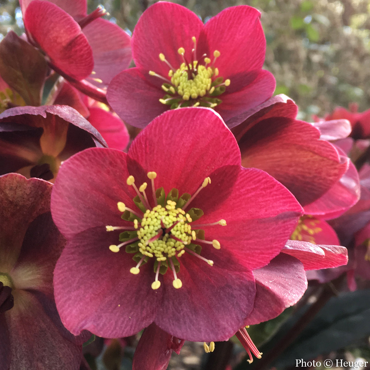 Helleborus Ice N’ Roses® Red PP (Helleborus x glandorfensis)