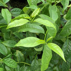 Guayusa Tea Plant (Ilex guayusa)
