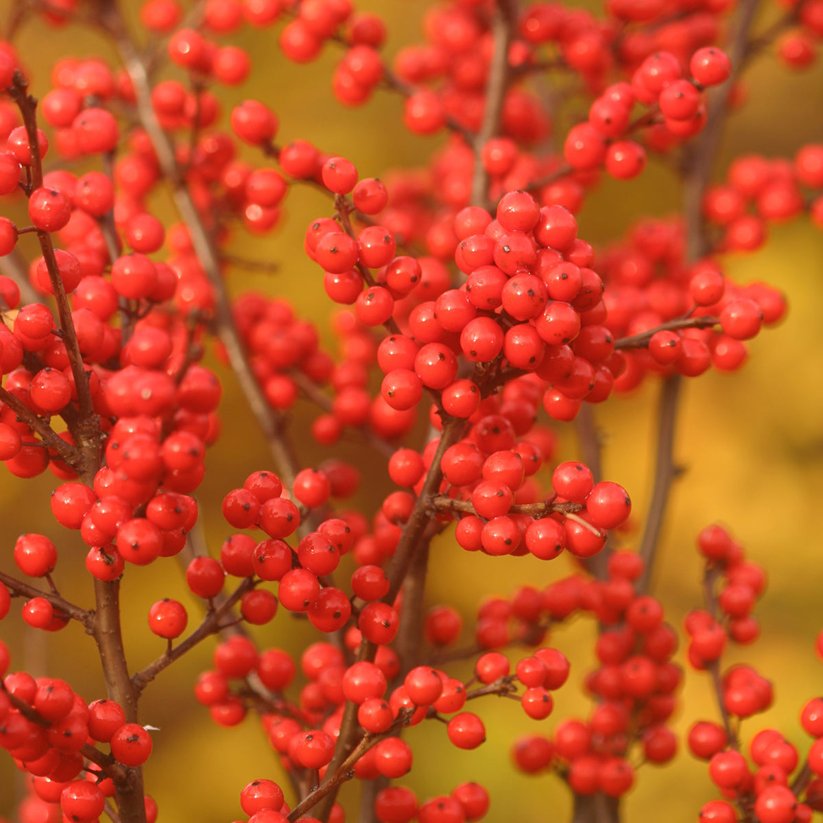 Winterberry Berry Heavy™ (Ilex verticillata)
