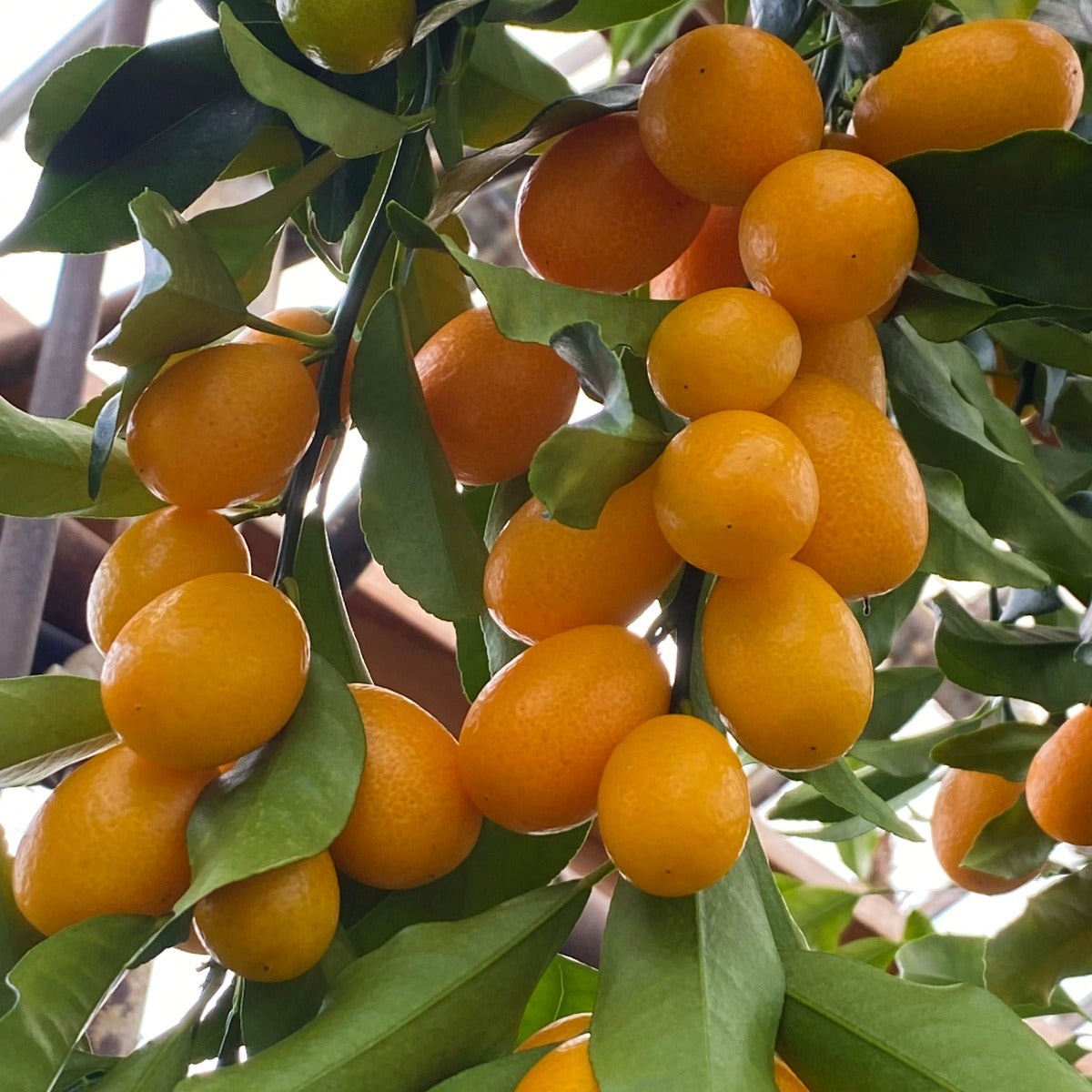 Kumquat Tree ‘Nagami’ (Fortunella margarita)