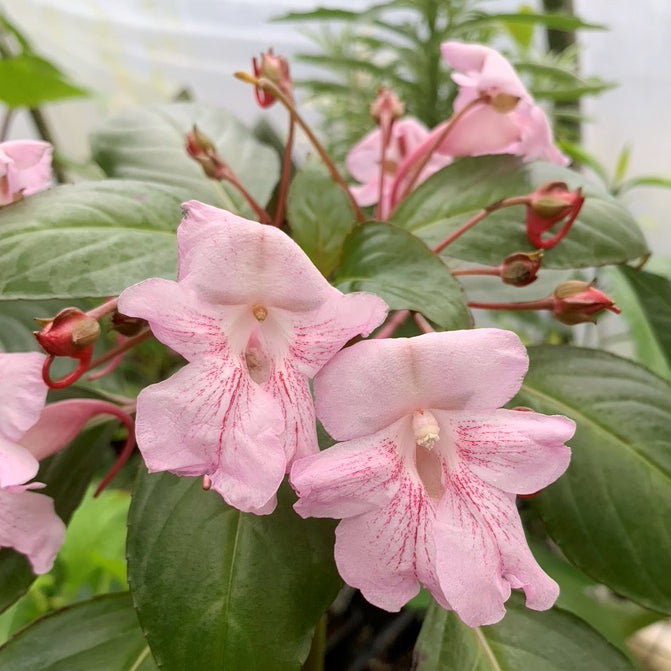 Impatiens grandis ‘Rosa’ (Impatiens grandis)
