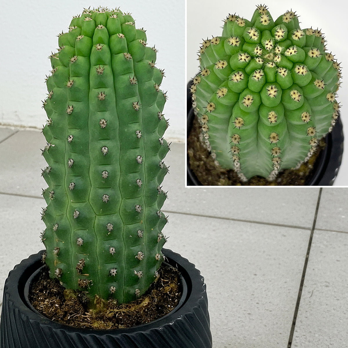 Indian Comb Cactus (Trichocereus brevispinulosus)