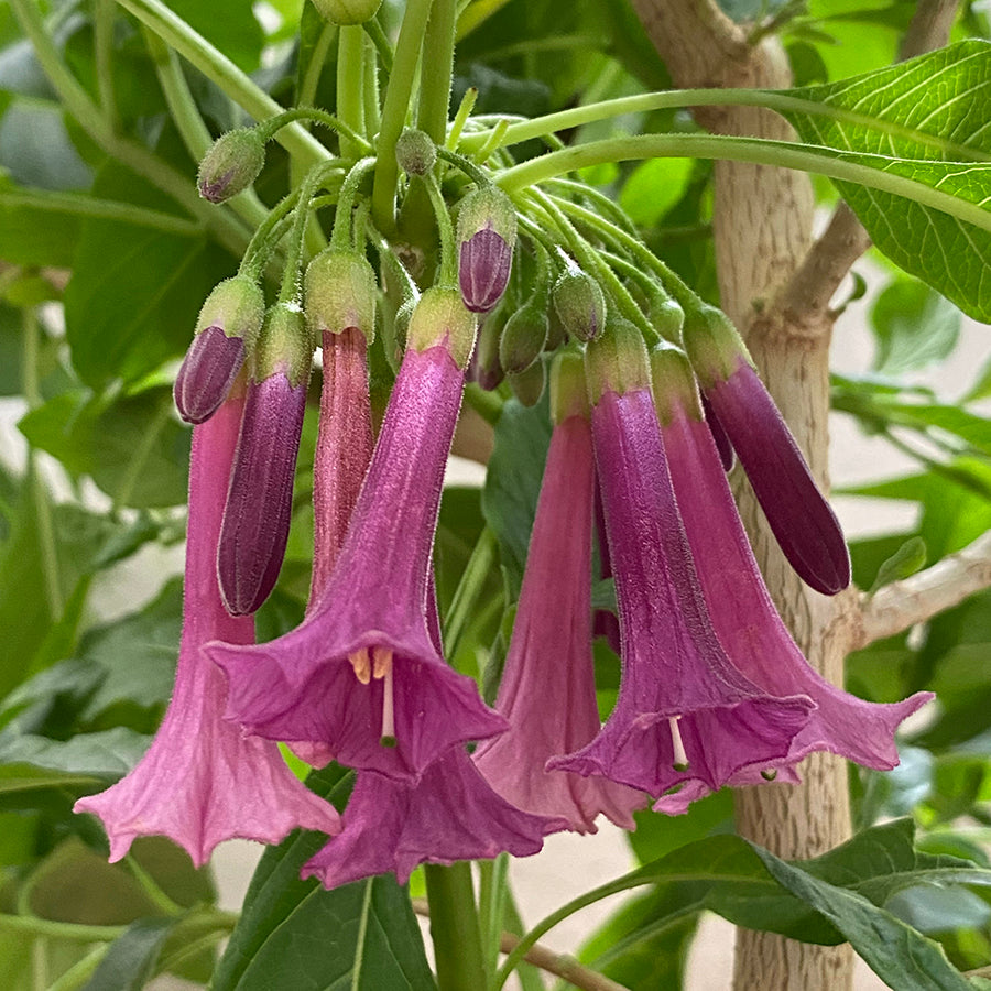 Iochroma ‘Princess’