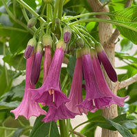 Iochroma ‘Princess’