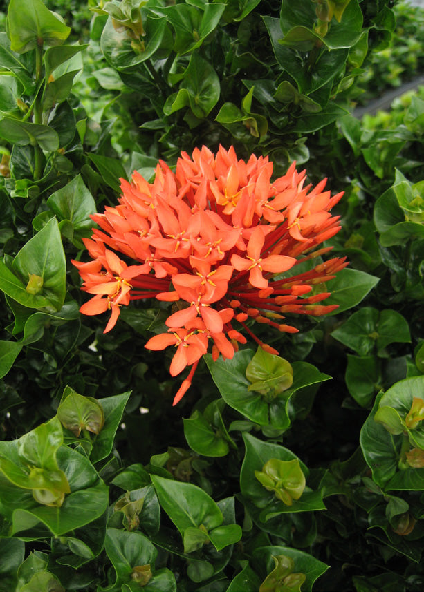 Ixora ‘Siam Ribbon’ (Ixora hybrid)