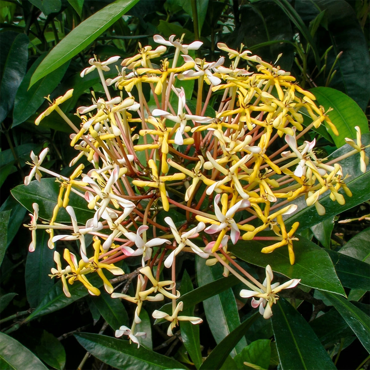 a bunch of white and yellow flowers against green leaves
