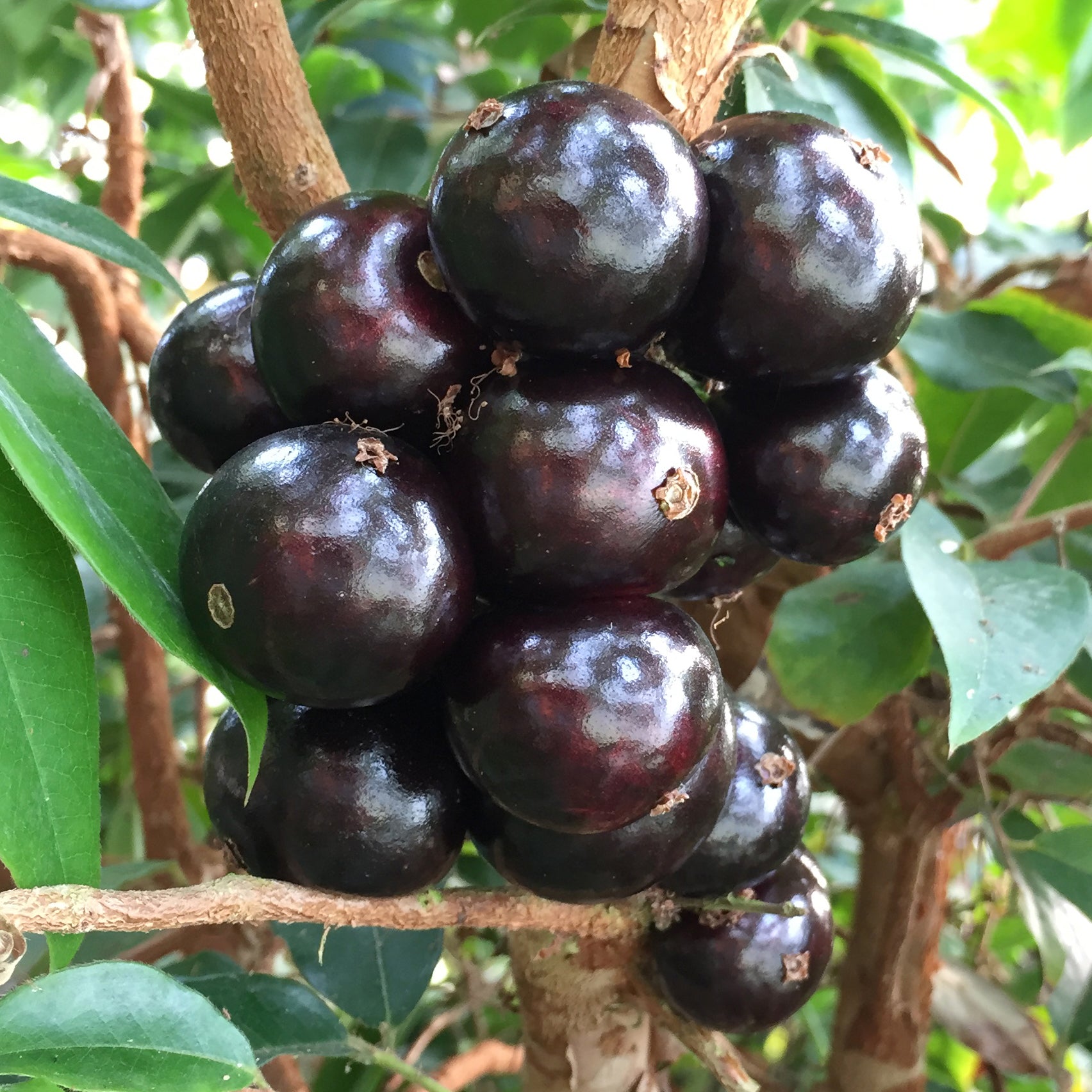 Jaboticaba Tree ‘Sabara’ (Plinia cauliflora)