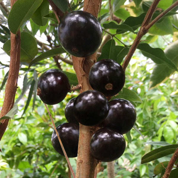 Jaboticaba Tree ‘Precoce’ (Plinia cauliflora hybrid)
