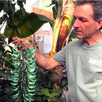 where to buy jade vine plant Jade vine (Strongylodon macrobotrys)