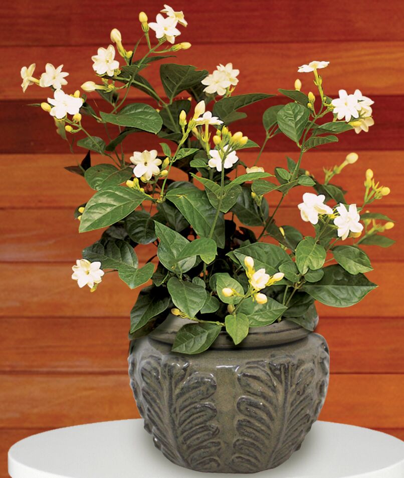 Jasmine ‘Maid of Orleans’ (Jasminum sambac)