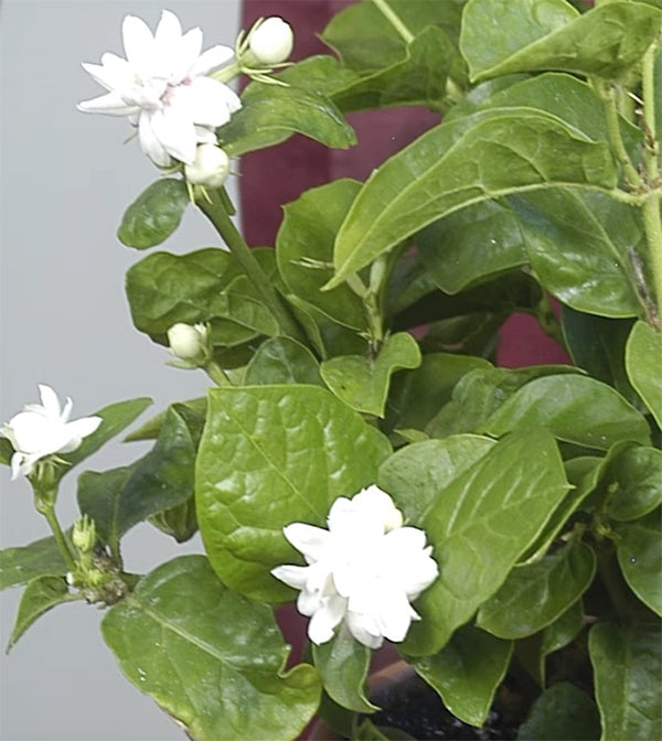Jasmine ‘Maid of Orleans’ (Jasminum sambac)