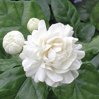 jasmine_grand_duke_of_tuscany_1_1 (growingjasmines)