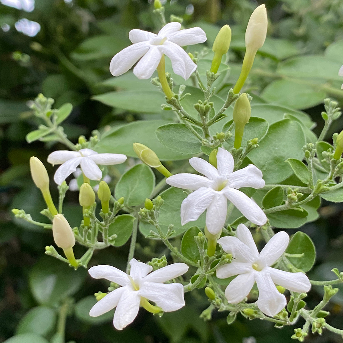 Indian Jui Jasmine (Jasminum molle)