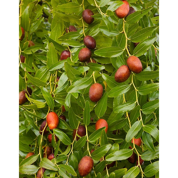 Jujube Plant ‘Li’ (Ziziphus jujuba)
