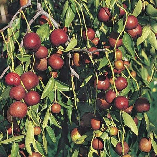 Jujube Plant Coco TM