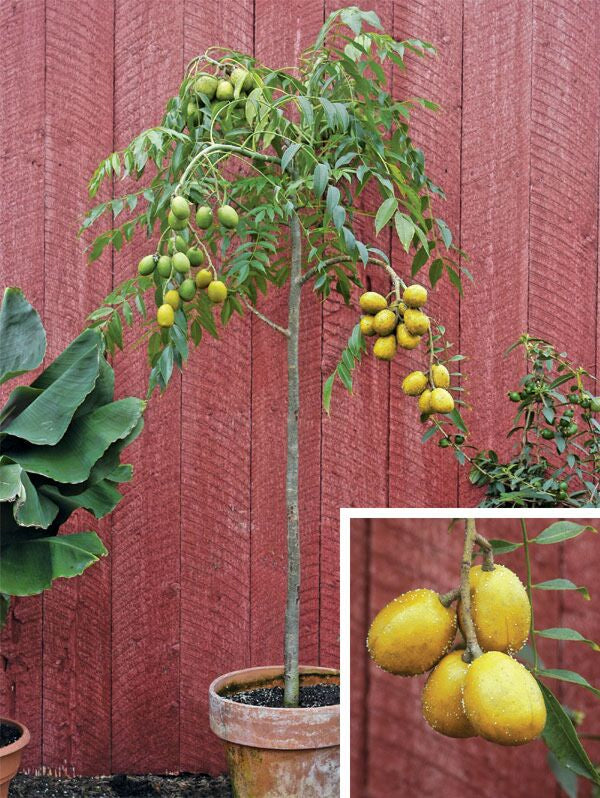 June Plum Tree (Spondias dulcis)