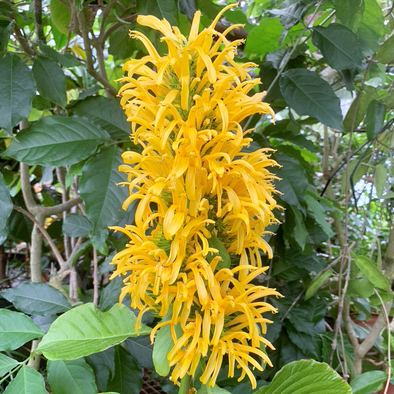 Golden Brazilian Plume (Justicia carnea aurea)
