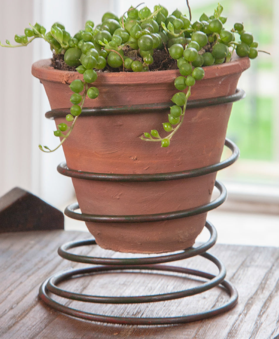 Spring Pot and Bead Plant (Senecio rowleyanus)