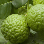 Lime Leaf Tree (Citrus hystrix)