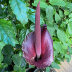 Voodoo Lily (Amorphophallus konjac)