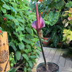 Voodoo Lily (Amorphophallus konjac)