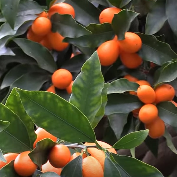 Kumquat Tree ‘Nagami’ (Fortunella margarita) - Thumbnail 3