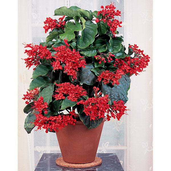 Flaming Glorybower (Clerodendrum splendens)