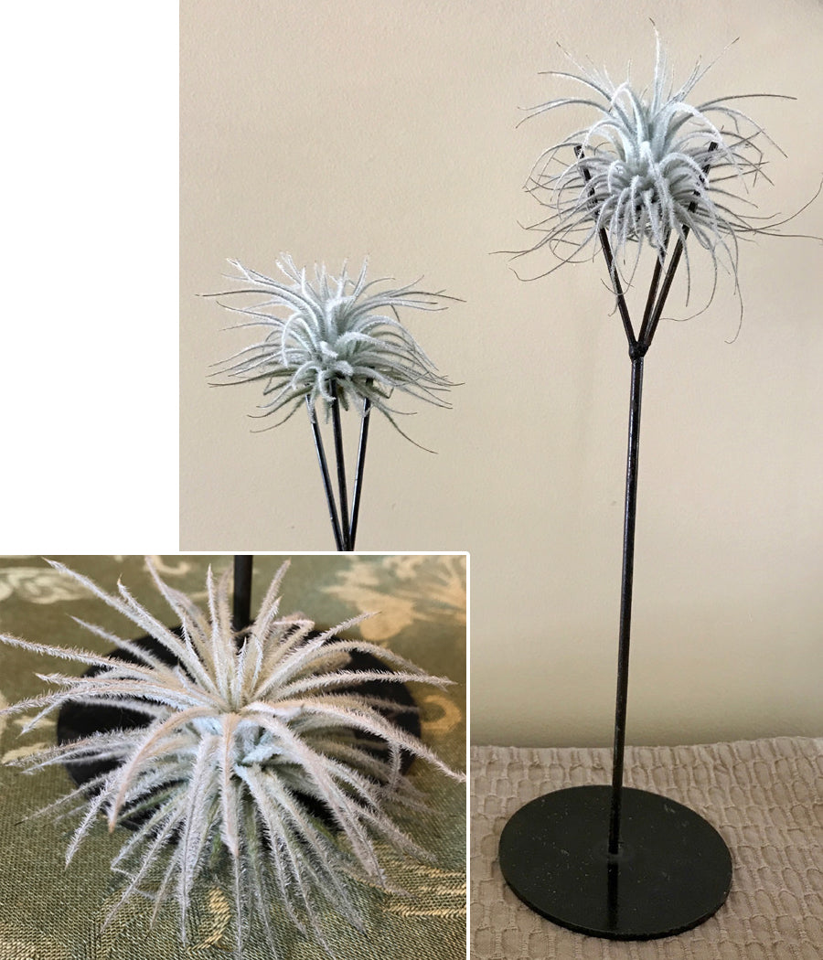 Tillandsia Tectorum on Air Plant Stands