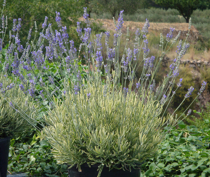 Lavender ‘Platinum Blonde’ PP (Lavandula angustifolia hybrid)