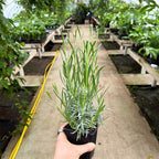 Lavender 'Phenomenal'