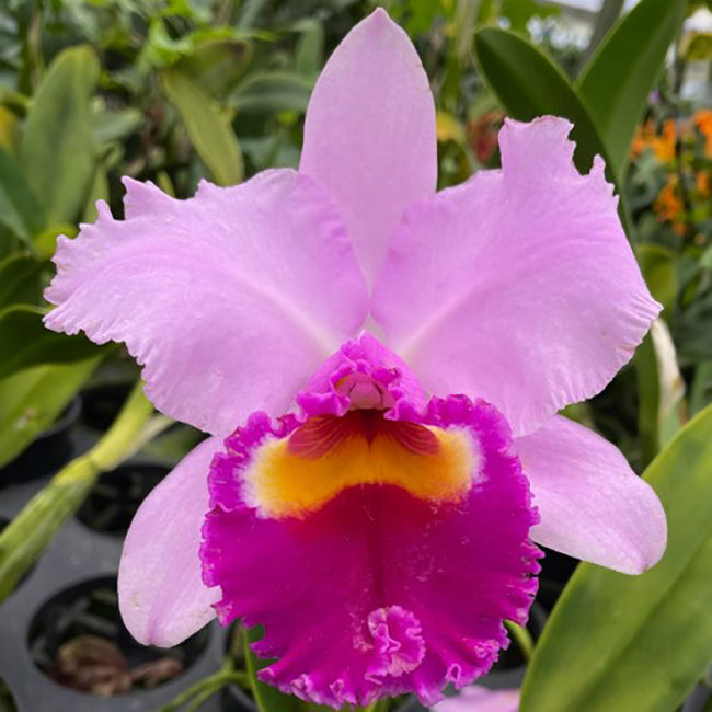 Lc Orchid Irene Finney ‘Spring Bounty’ AM/AOS (Laeliocattleya hybrid)