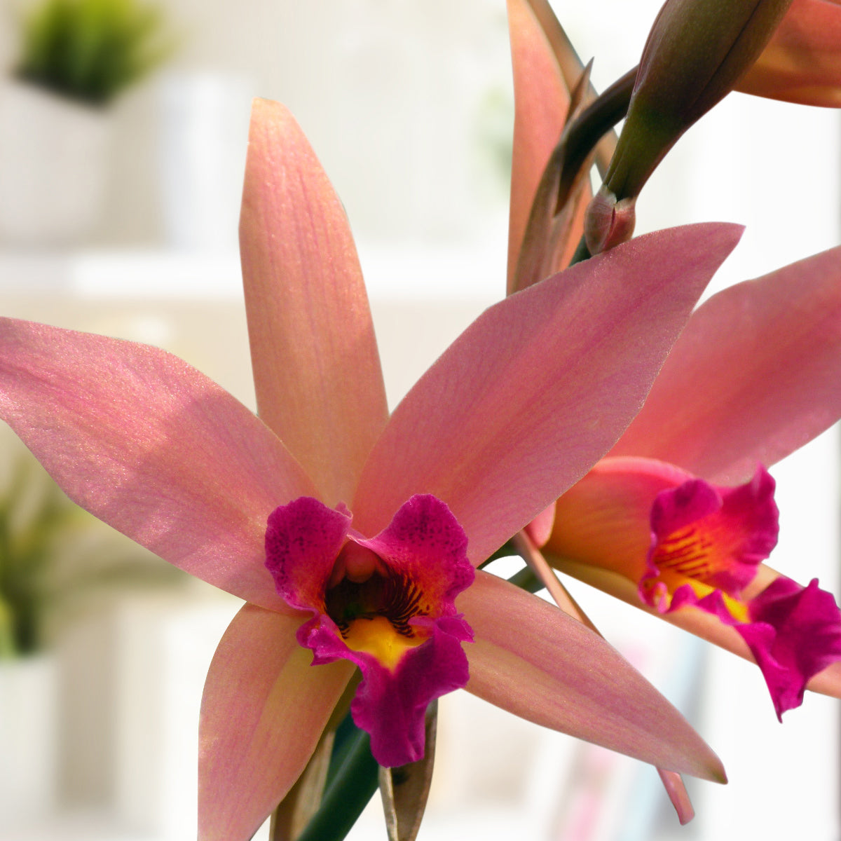 Lc Orchid Santa Barbara Sunset ‘Showtime’ HCC/AOS (Laelia x Cattleya hybrid)