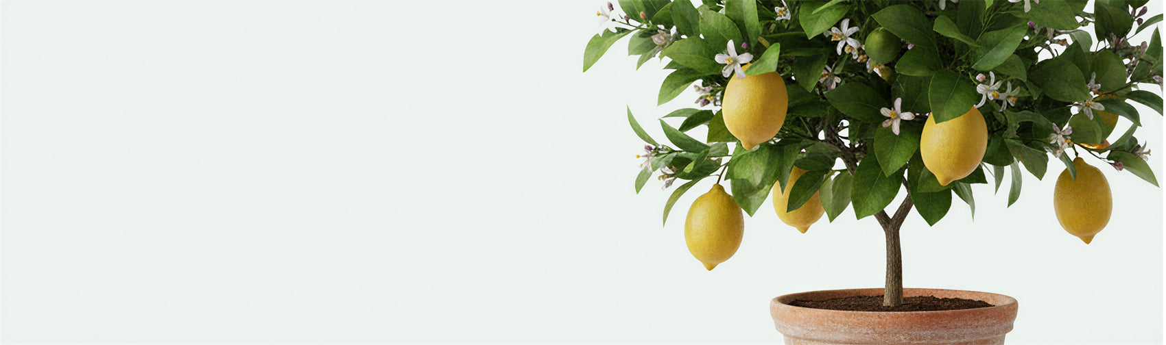 Logee's Catalogs available online