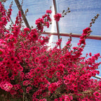 Leptospermum 'Ruby Glow' flowers on branches inside a greenhouse