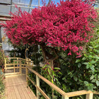 New Zealand Tea Tree 'Ruby Glow' in a greenhouse with thousands of small ruby red flowers