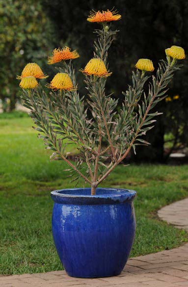 Leucospermum ‘Brandi’ (Leucospermum hybrid)