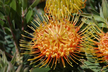 Leucospermum ‘Brandi’ (Leucospermum hybrid)