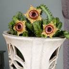 Life Saver Plant (Huernia zebrina)