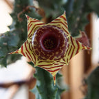Life Saver Plant (Huernia zebrina)