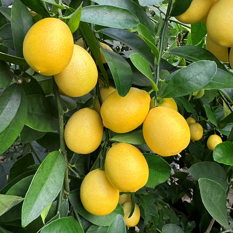 Limequat Citrus
Tree (Citrus x floridana)