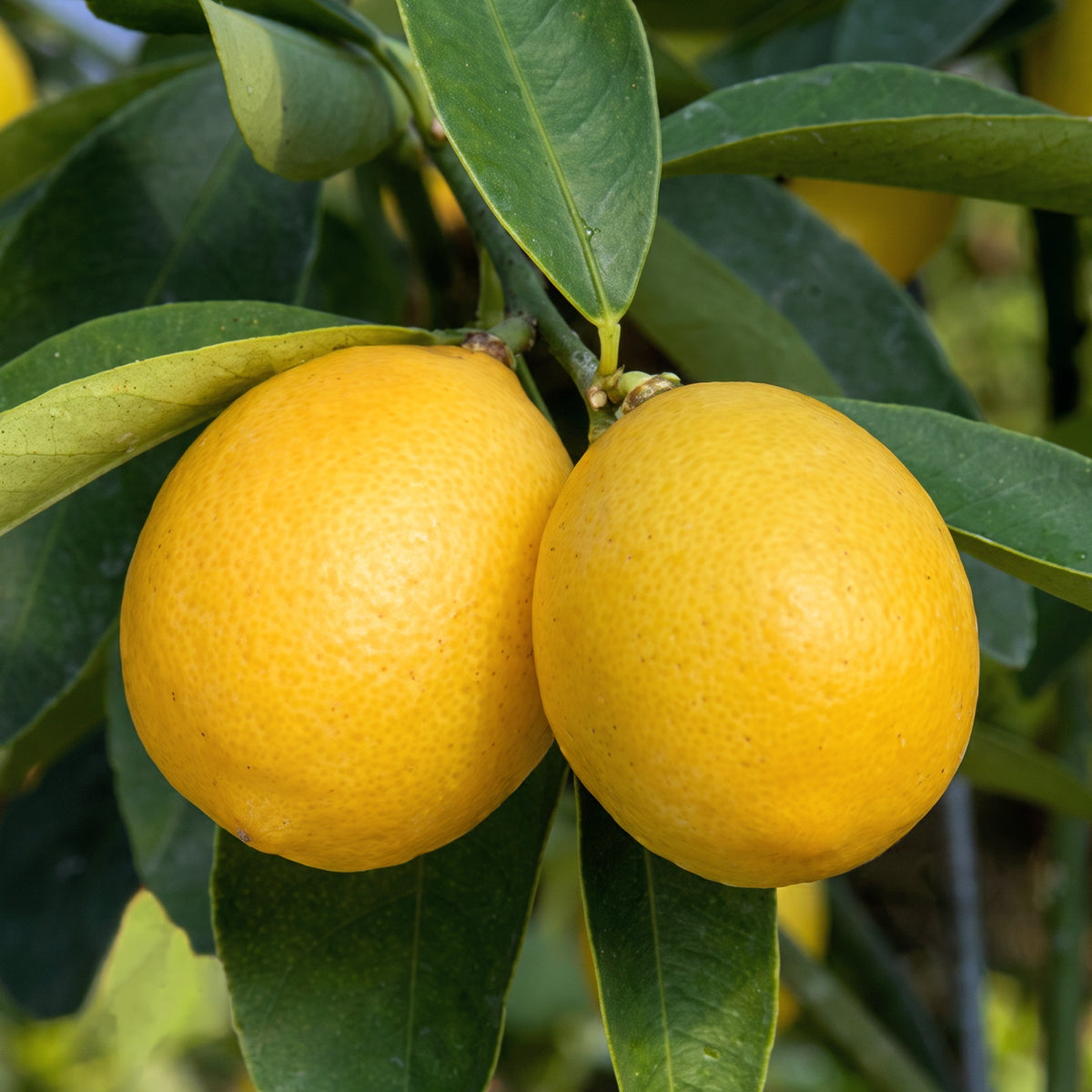Limequat Citrus Tree for sale