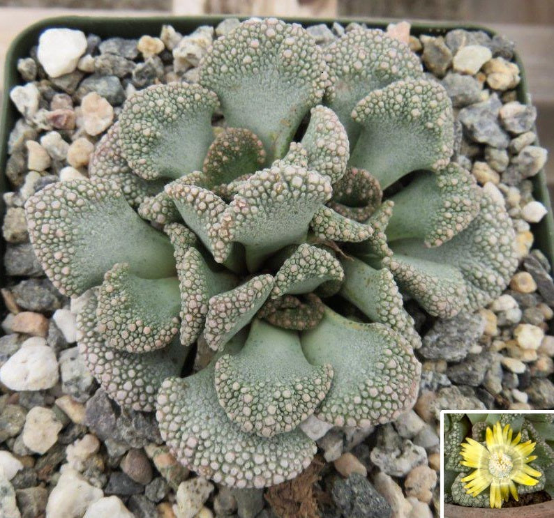 Limestone Living Rocks (Titanopsis calcarea)