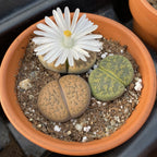 Living Stones (Lithops species)