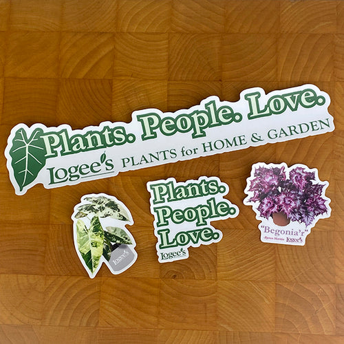 Logee's Sticker - Variegated Alocasia