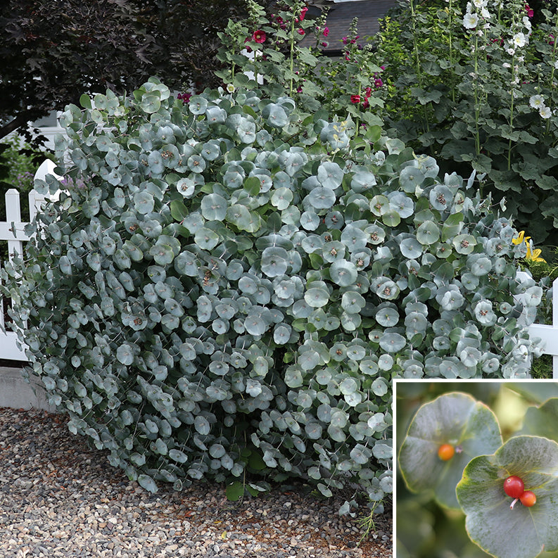Honeysuckle Kintzley’s Ghost™ 