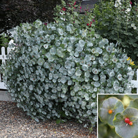 Honeysuckle Kintzley’s Ghost™ 