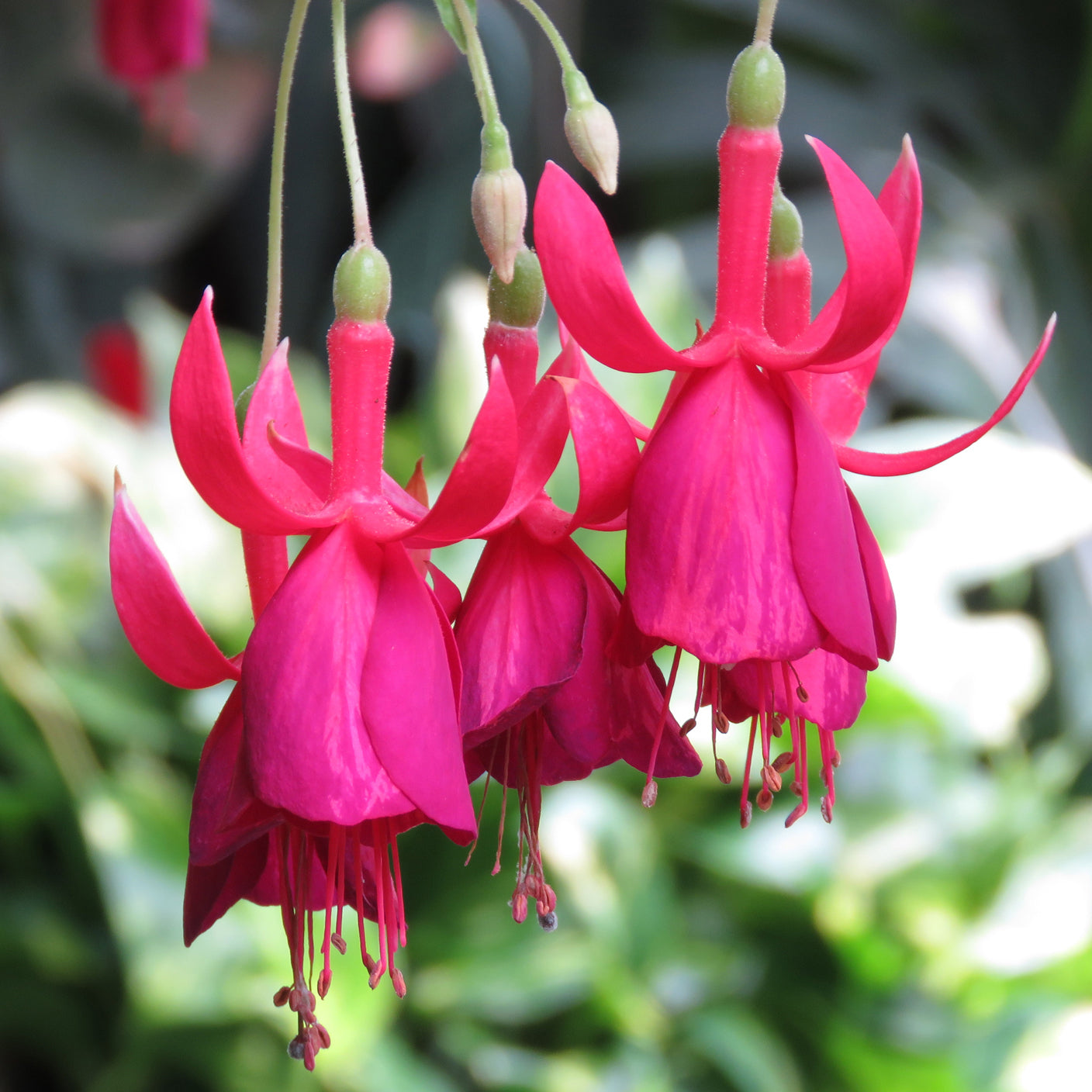 Fuchsia 'Lord Beaconsfield' For Sale – Logee's Plants