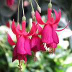 Fuchsia ‘Lord Beaconsfield’ (Fuchsia hybrid)